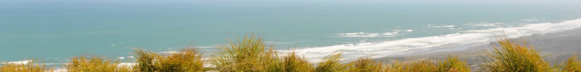 216 Accommodation green roof tops overlooking Muriwai Beach