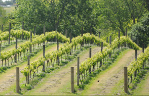 Vineyards near Kumeu and Muriwai Auckland