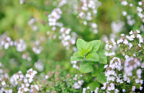 organically grown herbs